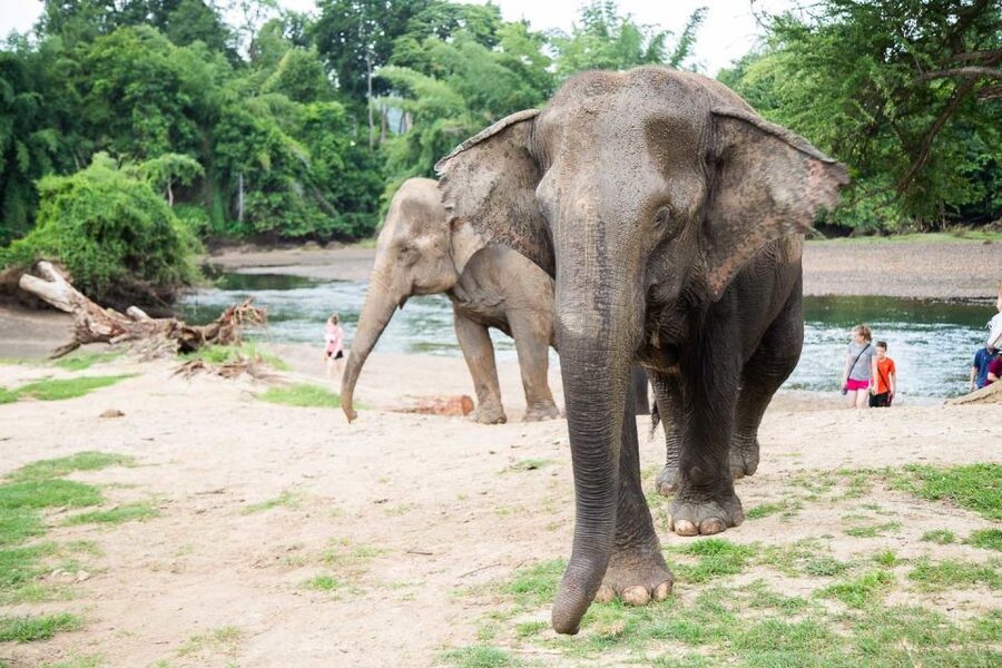 From Bangkok: ElephantsWorld Kanchanaburi 2-Day Experience - Banana trees, sugarcane, and fruit baskets, small tasks with big meaning