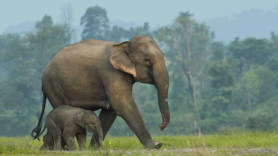 From Bangkok: ElephantsWorld Kanchanaburi 2-Day Experience - Meeting the elephants at ElephantsWorld, and why the rules matter