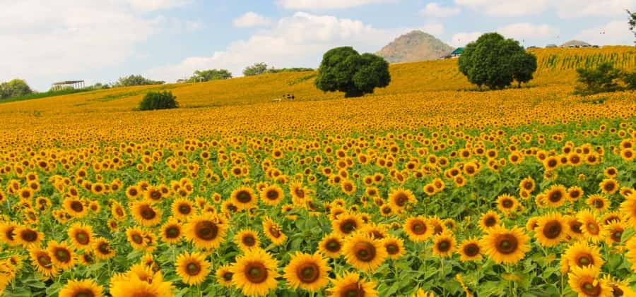 From Bangkok: Khao Yai Private Charter with Multiple Options - Pak Chong Night Market plus Farm Chokchai: where the evening turns local