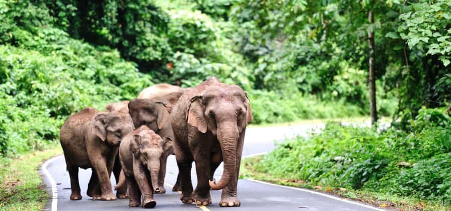 From Bangkok: Khao Yai Private Charter with Multiple Options - 7:00 AM to National Park: Khao Yai’s 6-hour main event