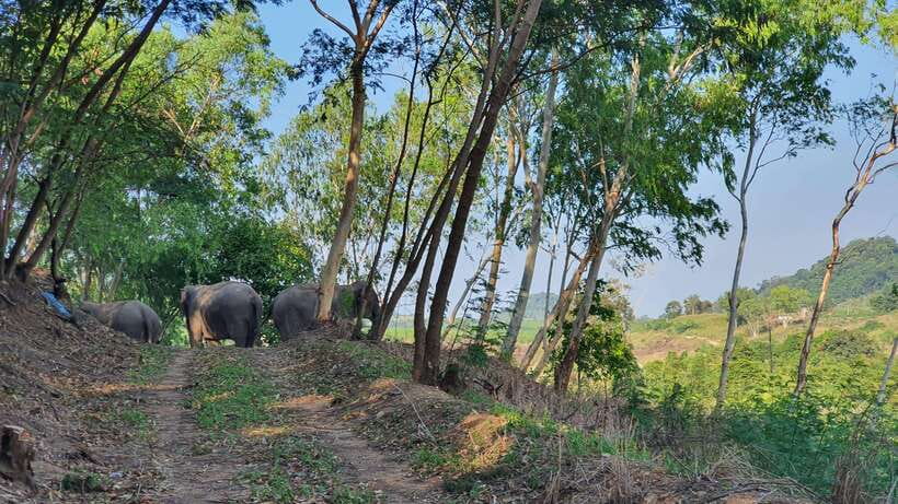From Bangkok: Living Green Elephant Sanctuary Day Trip - Key Things To Know Before You Go