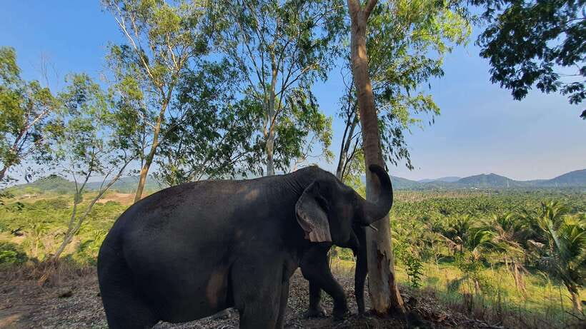 From Bangkok: Living Green Elephant Sanctuary Day Trip - Ethical Elephant Encounters That Actually Feel Like Elephant Life