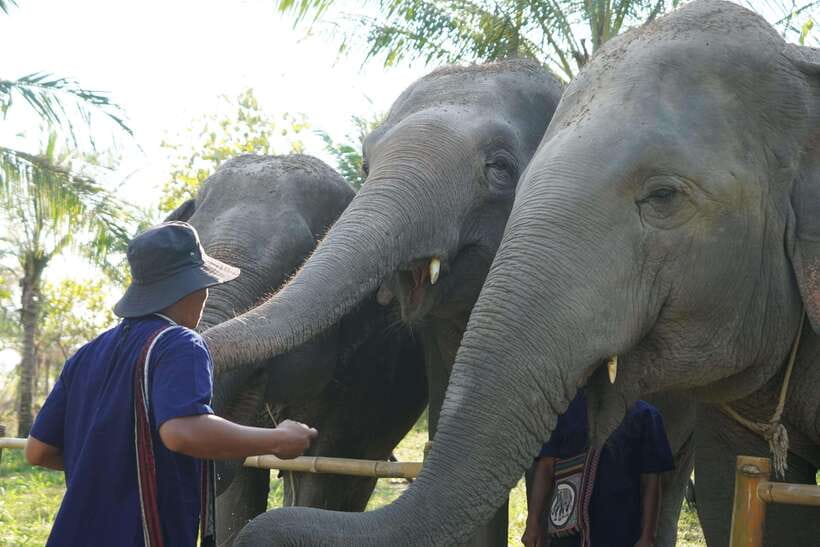 From Bangkok: Living Green Elephant Sanctuary Day Trip - Picking the Right Session: Morning vs Afternoon Timing