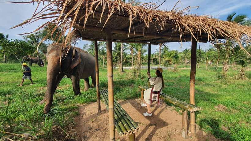From Bangkok: Living Green Elephant Sanctuary Day Trip - Arrival Moment: Mo Hom Clothing and a Clear Briefing