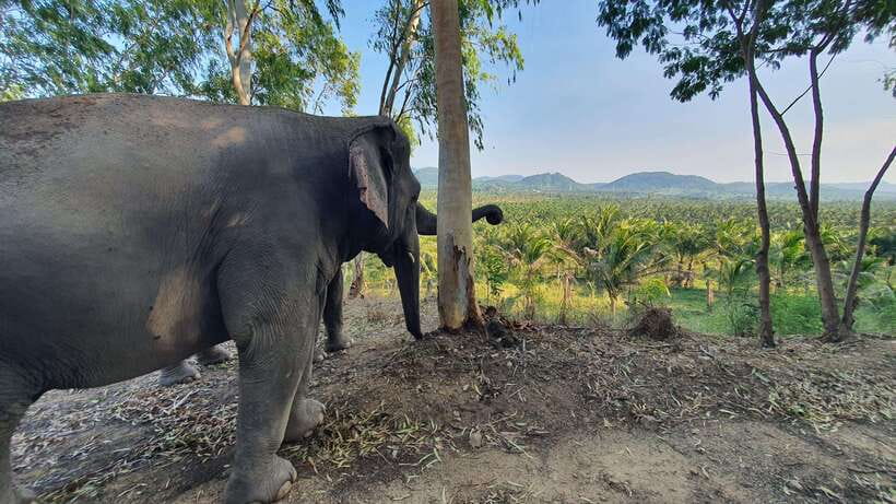 From Bangkok: Living Green Elephant Sanctuary Day Trip - Feeding and Walking: Close, Calm, and Guided
