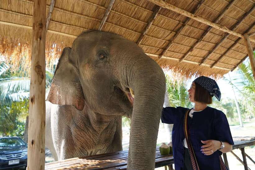 From Bangkok: Living Green Elephant Sanctuary Day Trip - Bath Time With Elephants: Optional, Weather-Dependent, and Very Real
