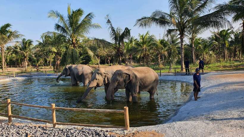 From Bangkok: Living Green Elephant Sanctuary Day Trip - Group Size and Flow: How They Keep It Personal
