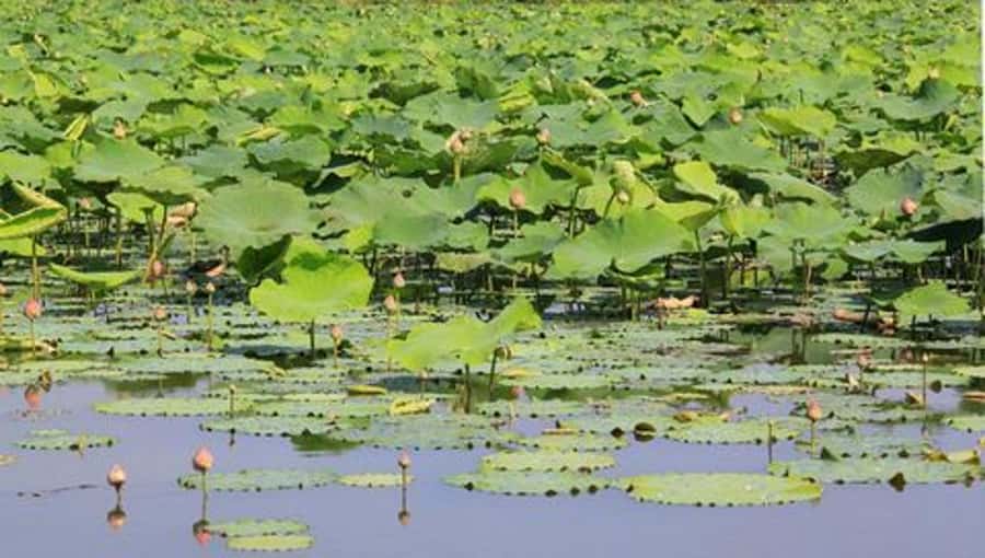 From Bangkok: Mahasawat Canal and farm with Lunch - What $161 Buys: Value, Inclusions, and Tradeoffs