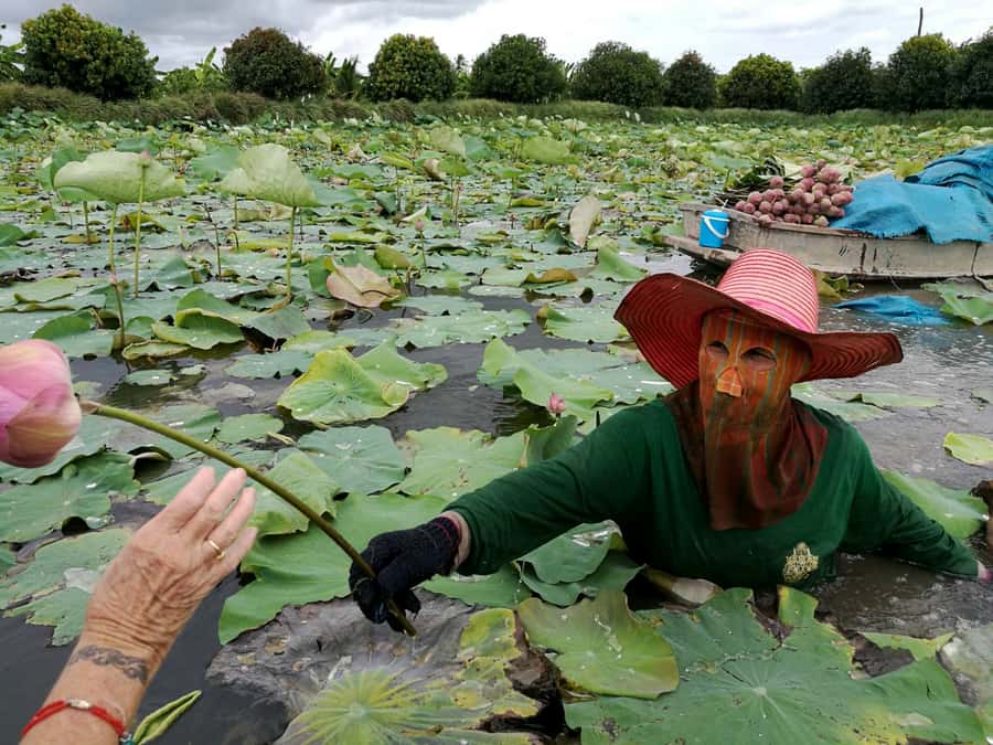 From Bangkok: Mahasawat Canal and farm with Lunch - Who Should Book This Day Trip, and Who Might Want to Skip