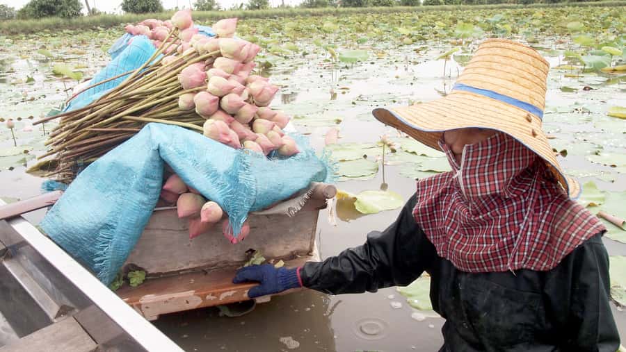 From Bangkok: Mahasawat Canal and farm with Lunch - Lotus Field Paddle and Herbal Farm Walk