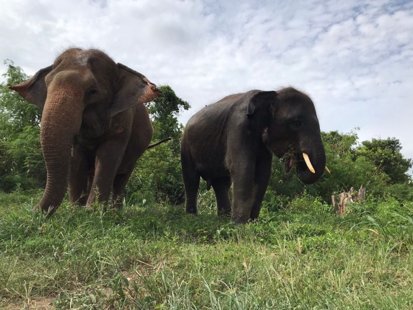 From Bangkok: Pattaya Ethical Elephant Sanctuary Day Trip - Key Highlights You’ll Actually Feel