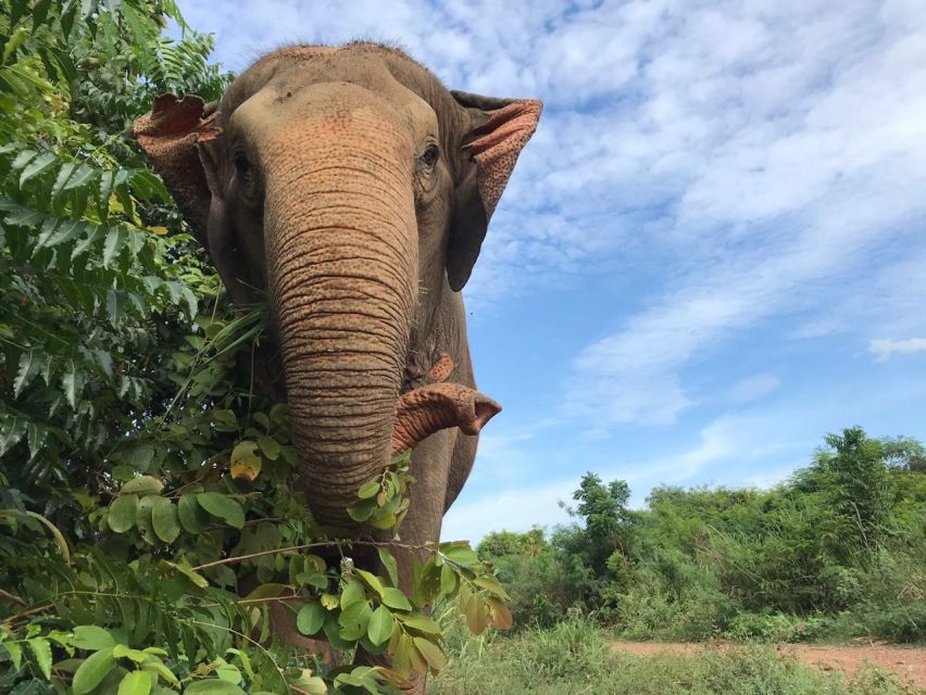 From Bangkok: Pattaya Ethical Elephant Sanctuary Day Trip - Practical Tips So You Don’t Regret Your Clothes