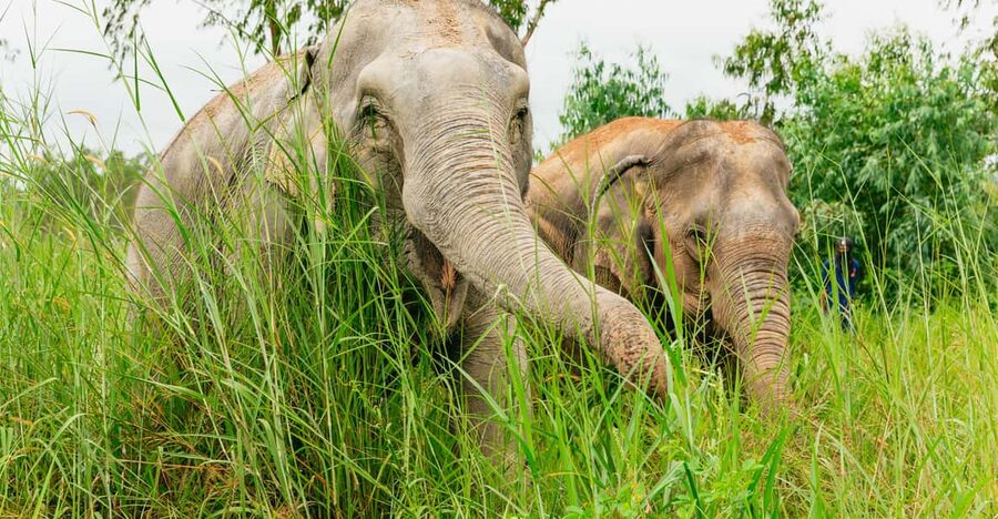 From Bangkok: Pattaya Ethical Elephant Sanctuary Day Trip - Ride-Free Elephant Sanctuary Day Trip From Bangkok to Pattaya