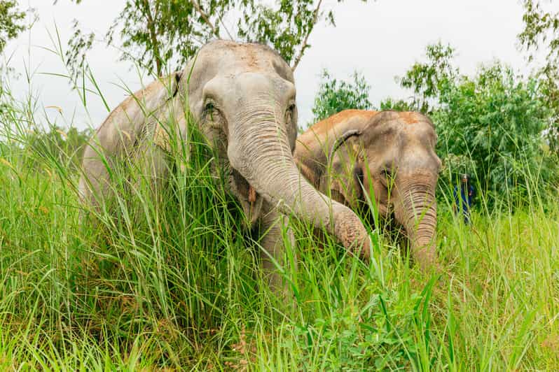 From Bangkok: Pattaya Ethical Elephant Sanctuary Day Trip - Arriving at the Sanctuary: Feeding Prep, Free-Roaming Walks, and Elephant Stories
