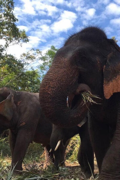 Pattaya Ethical Elephant Sanctuary Day Trip