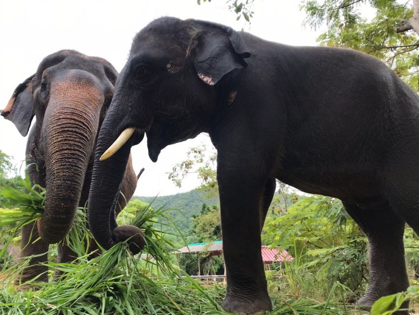 From Bangkok: Pattaya Ethical Elephant Sanctuary Day Trip - River Bath and Swimming: The Most Memorable (And Messy) Segment
