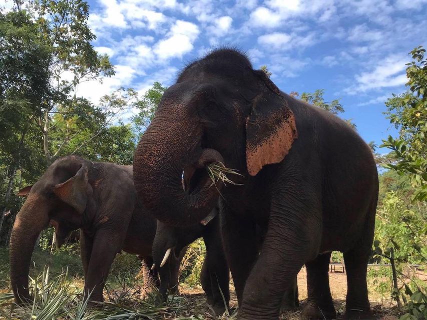 From Bangkok: Pattaya Ethical Elephant Sanctuary Day Trip - Thai Lunch, Seasonal Fruit, and Snacks That Keep You Going
