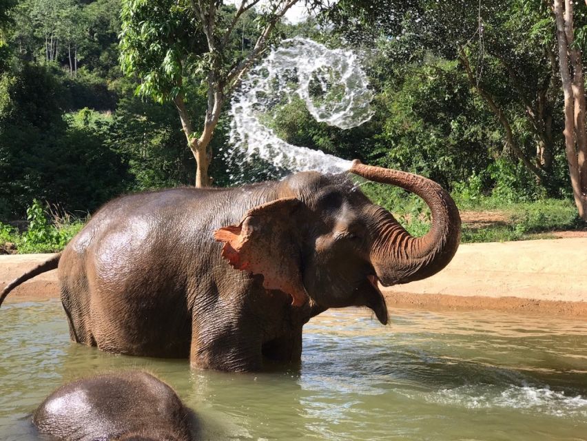From Bangkok: Pattaya Ethical Elephant Sanctuary Day Trip - Guide Moments: From Rescue Stories to Practical Elephant Behavior