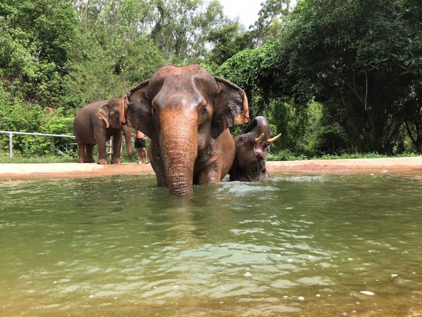 From Bangkok: Pattaya Ethical Elephant Sanctuary Day Trip - Price and Value: What You’re Paying For at $142