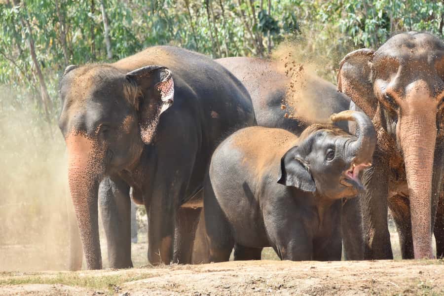 From Bangkok: Wildlife Rescue and Elephant Rescue Tour - Key points to know