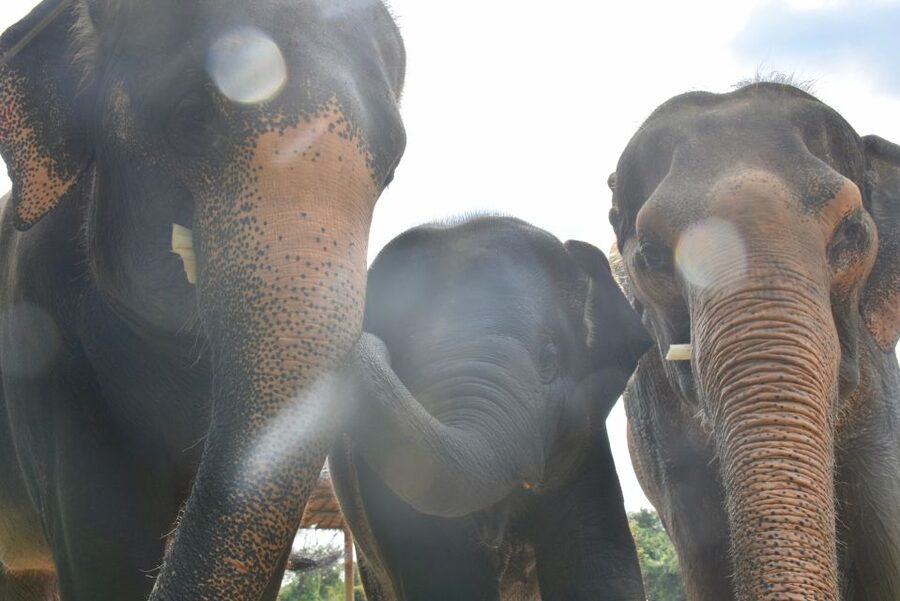 From Bangkok: Wildlife Rescue and Elephant Rescue Tour - Practical tips to make the day smoother