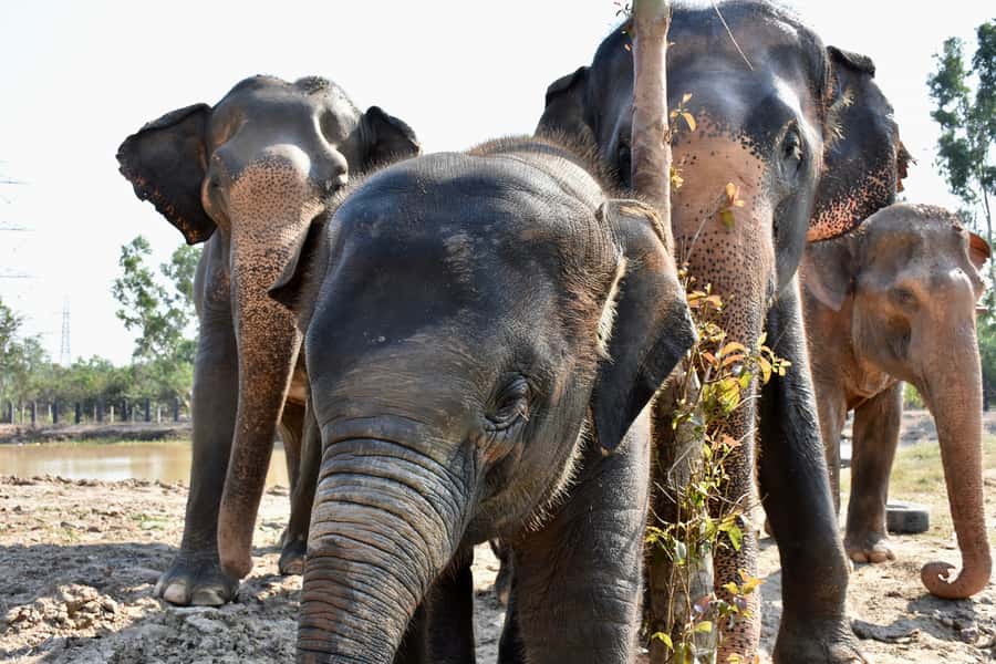 From Bangkok: Wildlife Rescue and Elephant Rescue Tour - Why this Bangkok elephant rescue trip feels different
