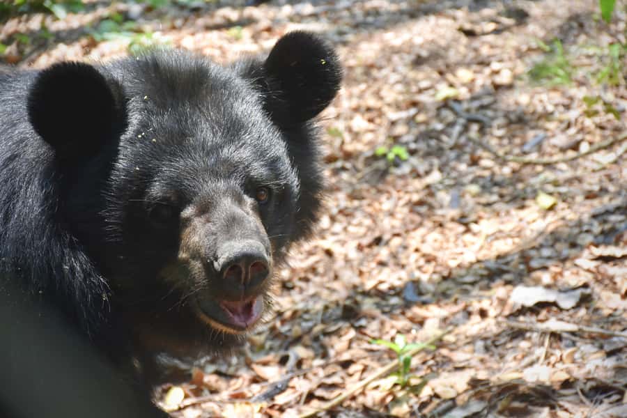 From Bangkok: Wildlife Rescue and Elephant Rescue Tour - Lunch with a view: traditional Thai buffet and diet options