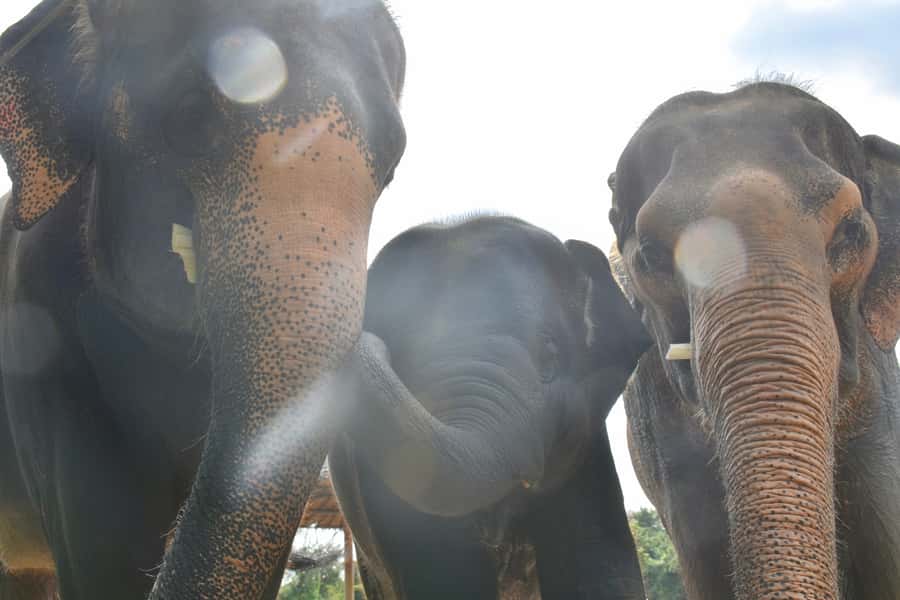 From Bangkok: Wildlife Rescue and Elephant Rescue Tour - Price and value: what you get for about $167