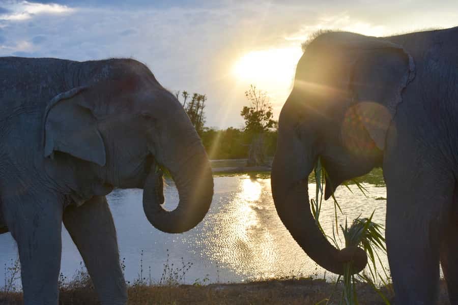 From Bangkok: Wildlife Rescue and Elephant Rescue Tour - Who should book this tour, and who should pause first