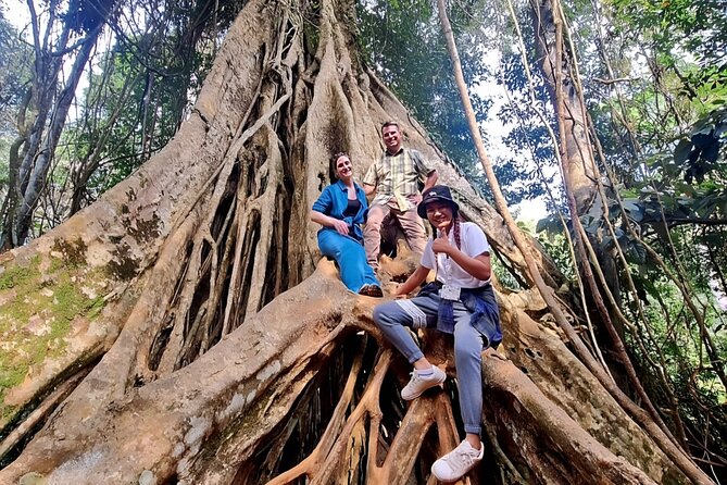 Haew Suwat Waterfall-Jungle Hiking to KM 33 Nong Pak Chi - Nong Pak Chi Observation Tower: 3 kilometres that reward patient spotting