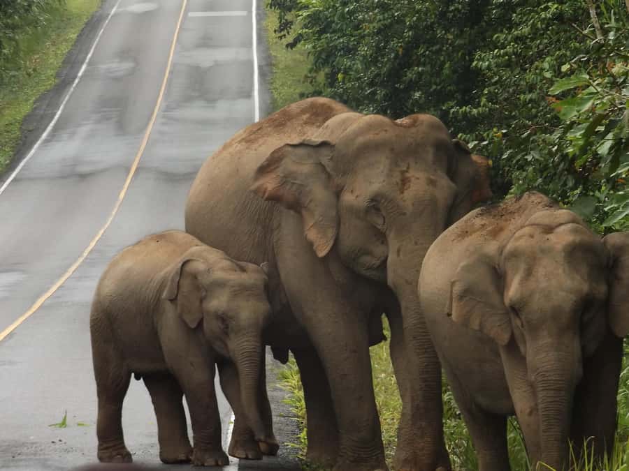 Khao Yai National Park: 2-Day Private Tour from Bangkok - Quick hits you should know