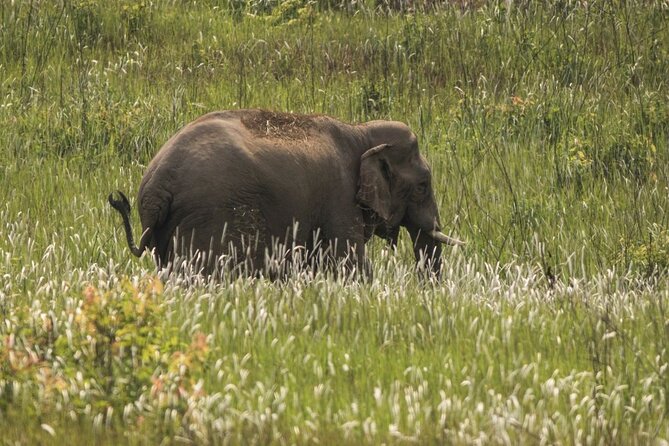 Khao Yai National Park Full-Day From Bangkok - Including Ticket - Pickup details: where you get on the van, and how not to miss it