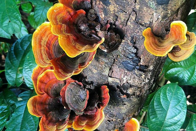 Khao Yai National Park Hiking Day Tour: Haew Narok and Haew Suwat - Sai Sorn Reservoir, a wildlife pause between waterfalls