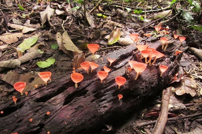 Khao Yai National Park Hiking Day Tour: Haew Narok and Haew Suwat - Comfort, pace, and what to pack for humid jungle walking