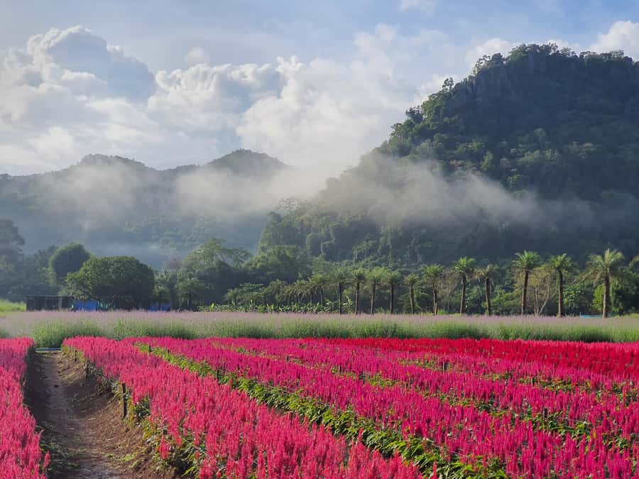 Khao Yai: Private Custom Tour with Driver From Bangkok - When you want wine: add a vineyard tasting day in Khao Yai