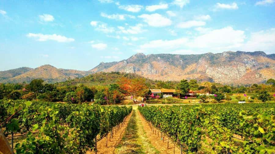 Khao Yai Vineyard Tasting Tour & Horse Farm Visit - Key points at a glance