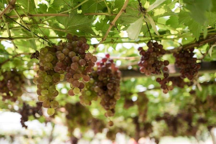 Khao Yai Vineyard Tasting Tour & Horse Farm Visit - Practical tips before you go (so you have less friction)