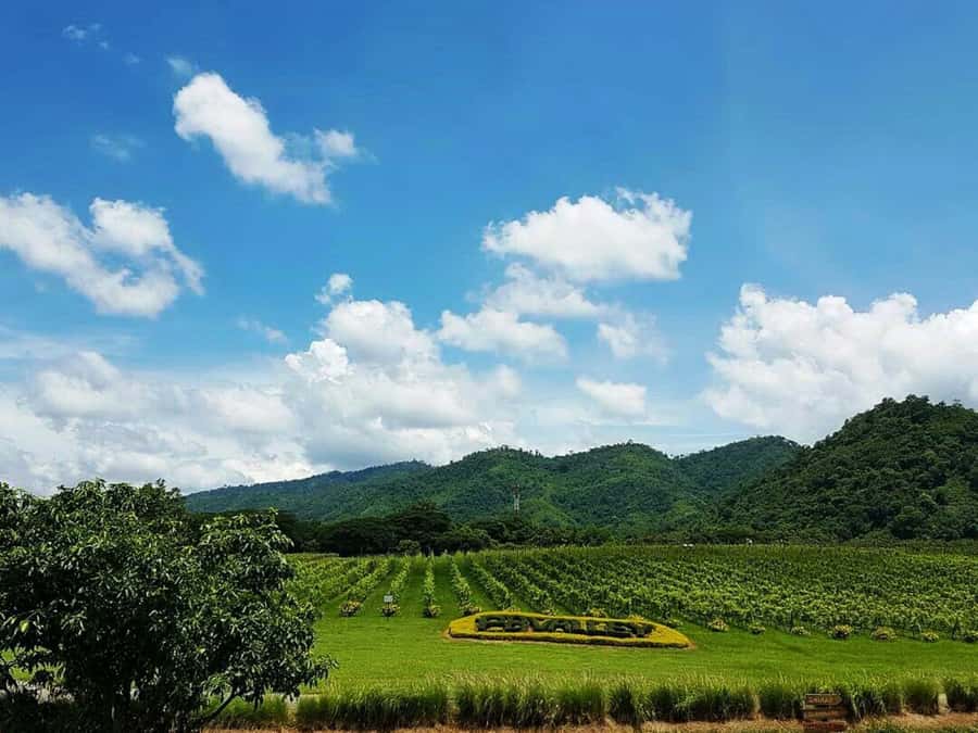 Khao Yai Vineyard Tasting Tour & Horse Farm Visit - Morning pickup, the 6:30 AM start, and how to not hate your day