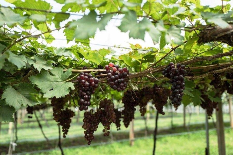 Khao Yai Vineyard Tasting Tour & Horse Farm Visit - Thai wine tasting: what you actually get to sample