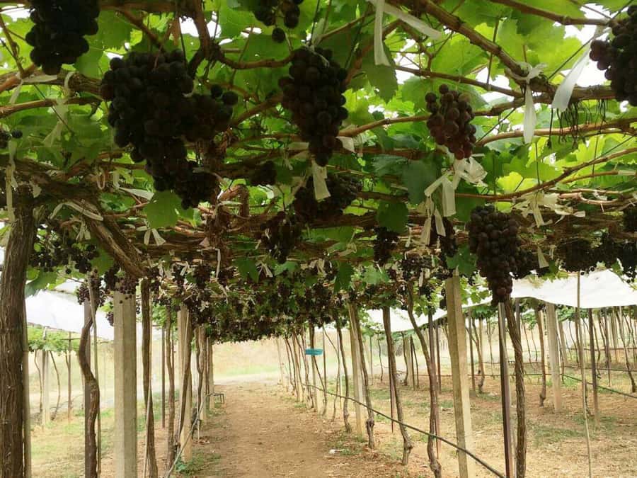 Khao Yai Vineyard Tasting Tour & Horse Farm Visit - Lunch at The Great Hornbill Restaurant, plus Shiraz grape juice