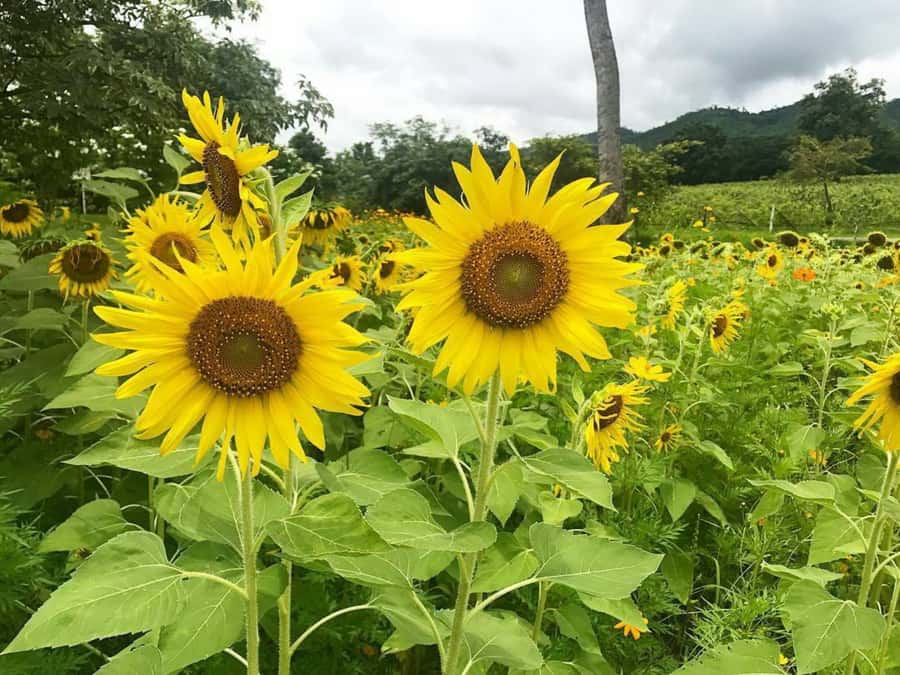 Khao Yai Vineyard Tasting Tour & Horse Farm Visit - Pak Chong horse farm: feeding, grooming, egg collecting, and short rides