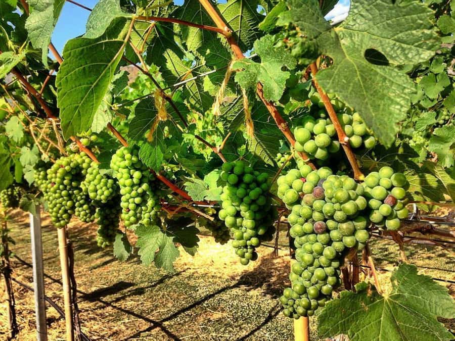 Khao Yai Vineyard Tasting Tour & Horse Farm Visit - What makes this day work: pacing, structure, and real value at $189