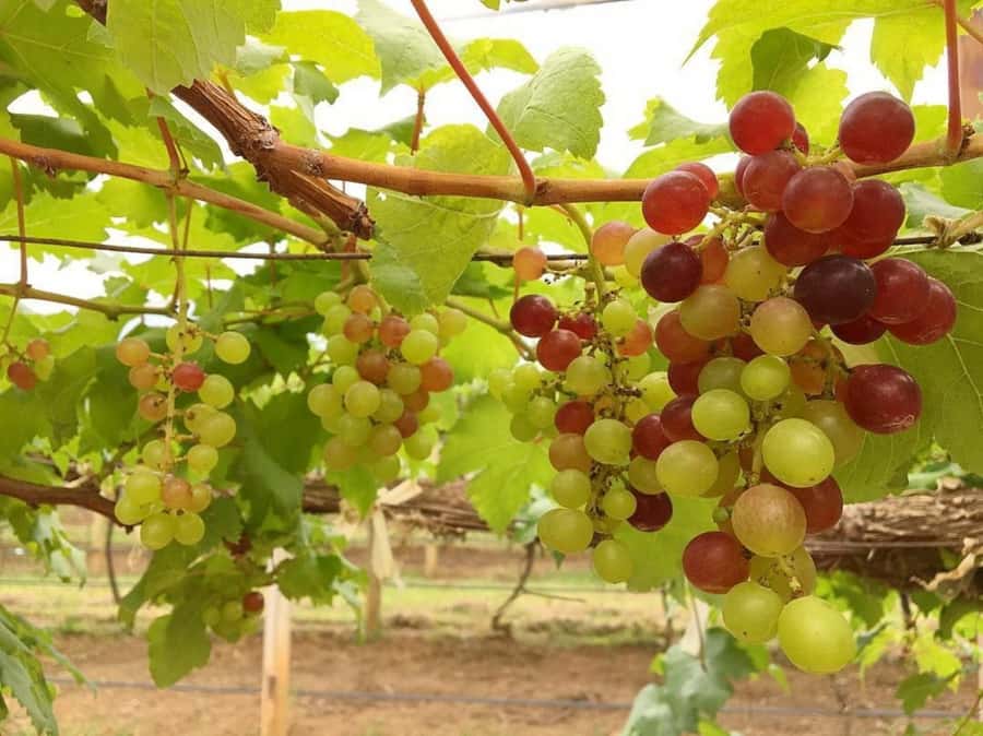 Khao Yai Vineyard Tasting Tour & Horse Farm Visit - Who should book this tour, and who should skip it