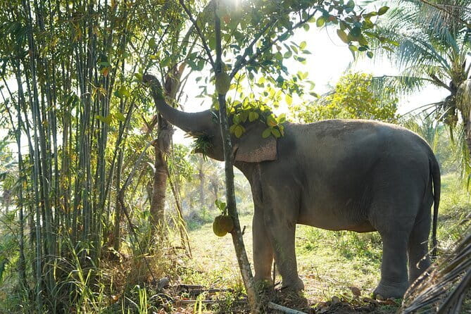 LIVING GREEN ELEPHANT SANCTUARY Chonburi - Key highlights you’ll actually care about