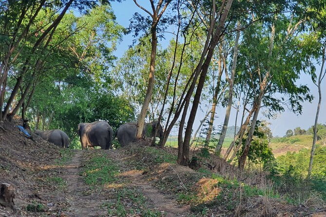 LIVING GREEN ELEPHANT SANCTUARY Chonburi - Getting from Bangkok to Khao Khiew without wasting your day