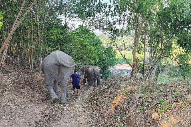 LIVING GREEN ELEPHANT SANCTUARY Chonburi - Lunch break at midday: Ancient Pad Thai and getting back your energy