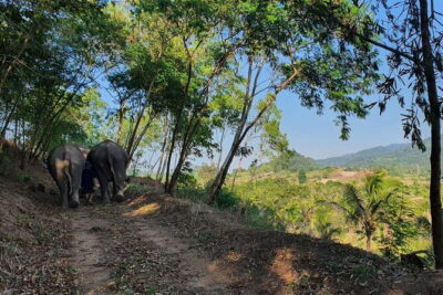 LIVING GREEN ELEPHANT SANCTUARY Chonburi
