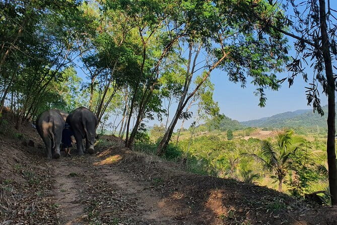 LIVING GREEN ELEPHANT SANCTUARY Chonburi - Feeding and walking: the heart of the ethical elephant experience
