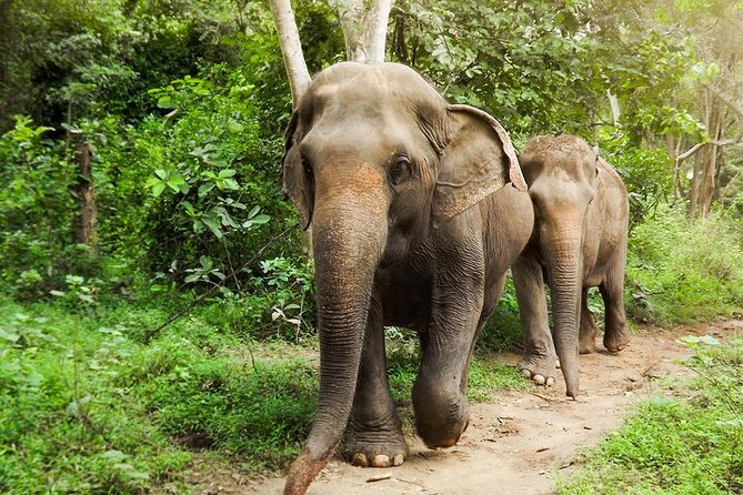 Private Tour to Kanchanaburi Death Railway and Elephant Haven - Key things to know before you go