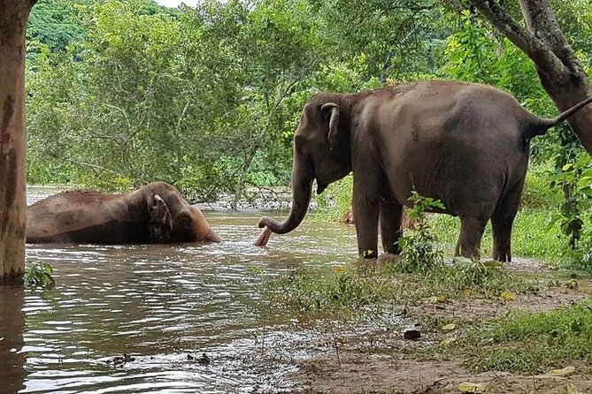 Private Tour to Kanchanaburi Death Railway and Elephant Haven - Elephant Haven Thailand: feeding and bathing, plus what to bring